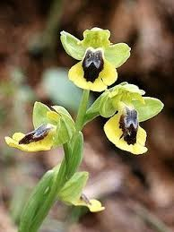 ophrys lutea